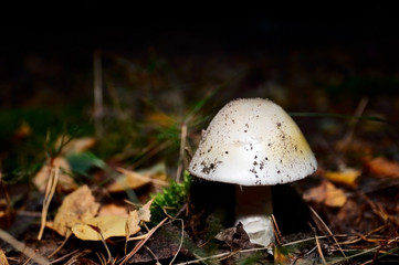 fused puffball mushrooms close up photo