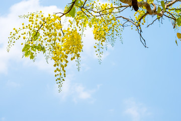 Golden shower (Cassia fistula) on blue sky background