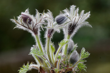 Blüten einer Küchenschelle vor dunklem Hintergrund