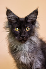 gray kitten with maine coon on beige background