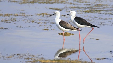 Black-winged Stilt (Himantopus himantopus) 02-03-2018,India