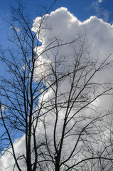 Winter. Trees on clouds background