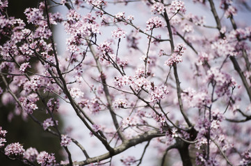 Spring in Town. Middle March. Padenghe . Italia