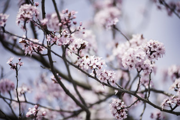 Spring in Town. Middle March. Padenghe . Italia