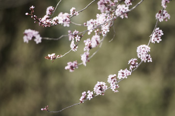 Spring in Town. Middle March. Padenghe . Italia