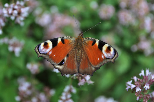peacock butterfly eye pollinating blooming thyme