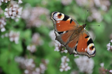 peacock butterfly eye pollinating blooming thyme