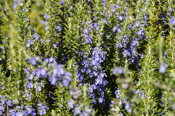 Obraz premium Rosemary plant in spring