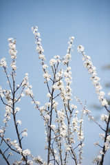 Spring in Town. Middle March. Padenghe . Italia