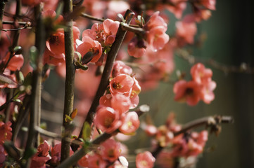 Spring in Town. Middle March. Padenghe . Italia
