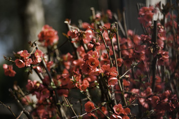 Spring in Town. Middle March. Padenghe . Italia