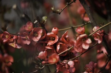 Spring in Town. Middle March. Padenghe . Italia