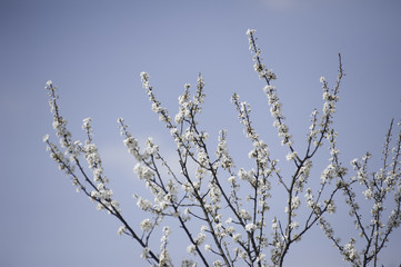 Spring in Town. Middle March. Padenghe . Italia