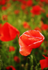 Red blossom puppy field