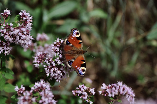 peacock butterfly eye pollinating blooming thyme