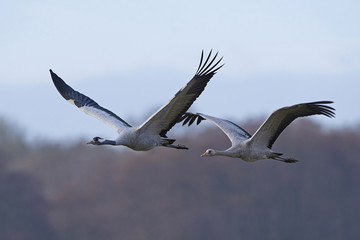Obraz premium Common crane (Grus grus)