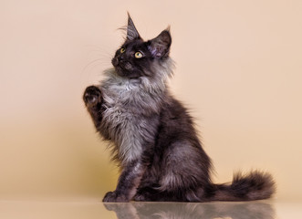 gray kitten with maine coon on beige background