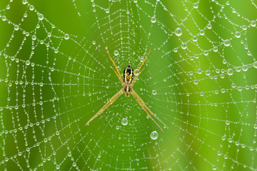 spider on web with water drops