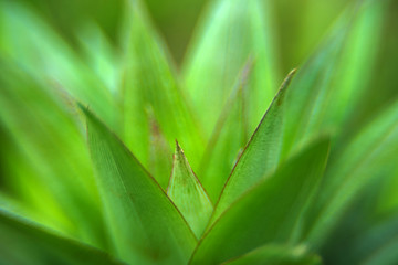 Nature pattern of pineapple