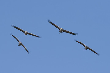 Common crane (Grus grus)