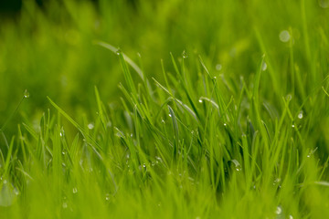 Morning drops of dew on green grass
