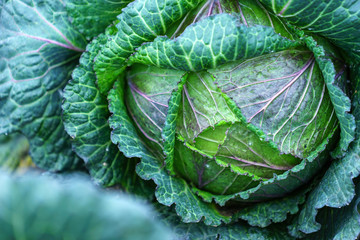 Obraz premium Natural patterns of fresh cabbage
