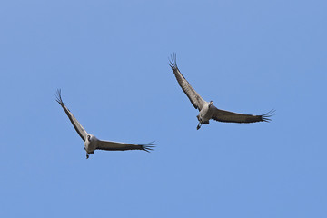 Common crane (Grus grus)