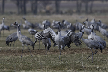 Obraz na płótnie Canvas Common crane (Grus grus)