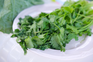 Green leaves coriander