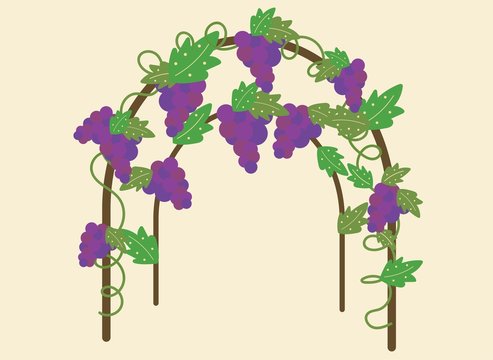 purple grape vines around arch with leaves 