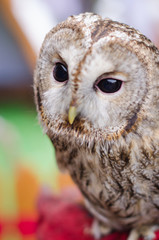 Close up of a Barn Owl with black grains