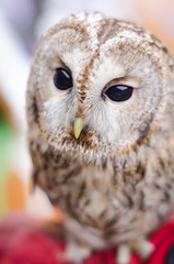 Close up of a Barn Owl with black grains