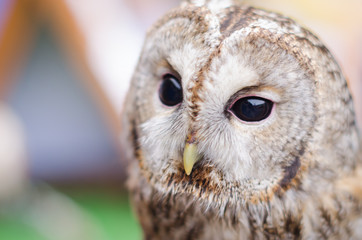 Close up of a Barn Owl with black grains
