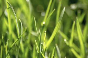 Morning drops of dew on green grass
