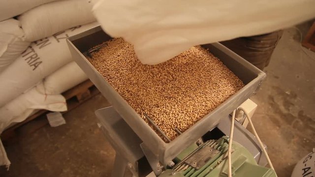 Grinding of malt for producing beer at the brewery. The crushing of the malt in an electric mill. Close up