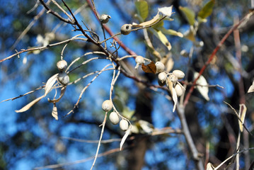 Elaeagnus angustifolia, commonly called Russian olive, silver berry, oleaster, Persian olive or wild olive branches with berries on blue sky background