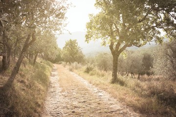 Fototapeta na wymiar Ein Feldweg in der Toskana 