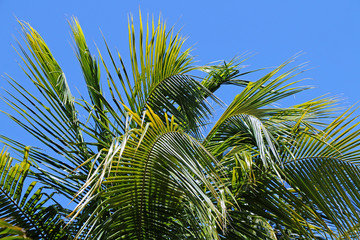 Branches of coconut palms against the blue sky