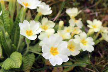 Fleurs jaunes