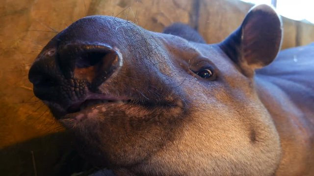 Portrait of south American tapir (Tapirus terrestris)