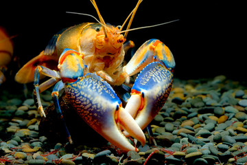 Cherax Destructor volcano in the aquarium     