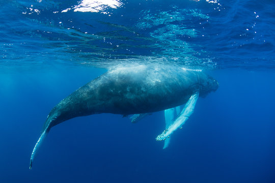 Humpback Whale Calf at Surface