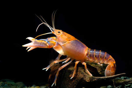 Cherax Destructor volcano in the aquarium     