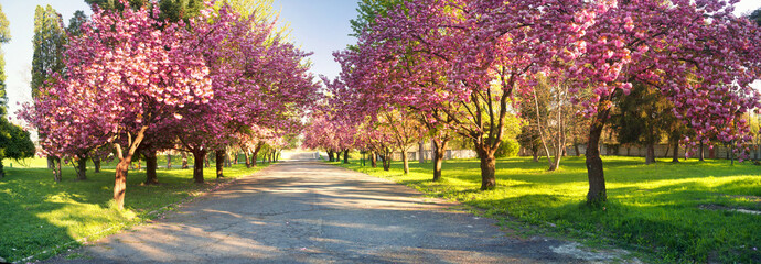 Fototapeta premium Ukraińska Sakura w Karpatach