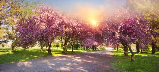 Fototapete Kirschblüte Ukrainische Sakura in den Karpaten