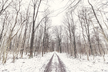 Forest covered in snow in the wintertime