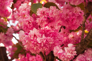 Ukrainian Sakura in the Carpathians