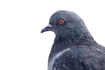 Head wild Pigeon isolated on a white background. Dove a grey close.