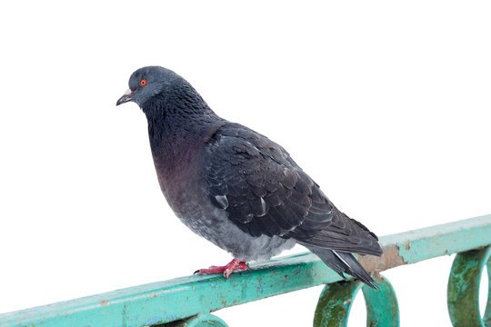 City Pigeon isolated on a white background. Dove a grey close.   