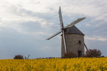 A old traditional windmill in a field of yellow flowering rapeseed at overcast spring day in Pontorson in Normandie, France